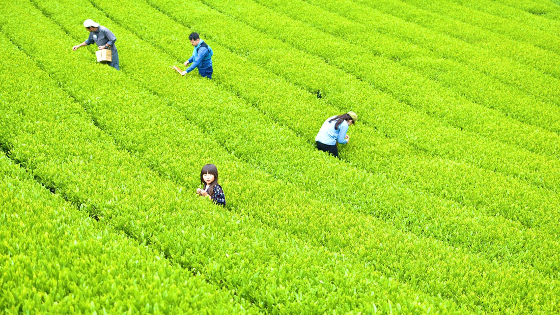 OCHA Ownerとは