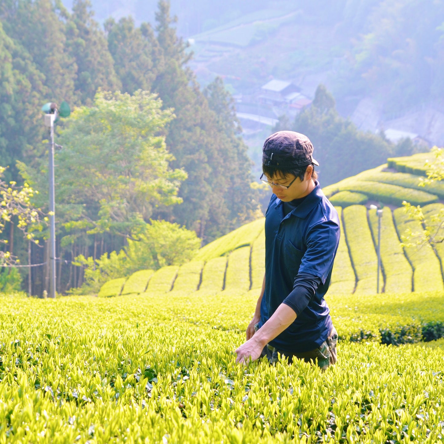JAPAN OCHA Owner