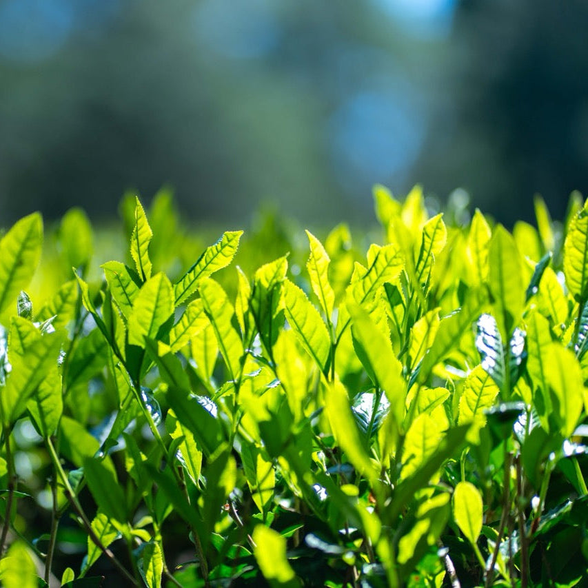 【2025一番茶】玉川