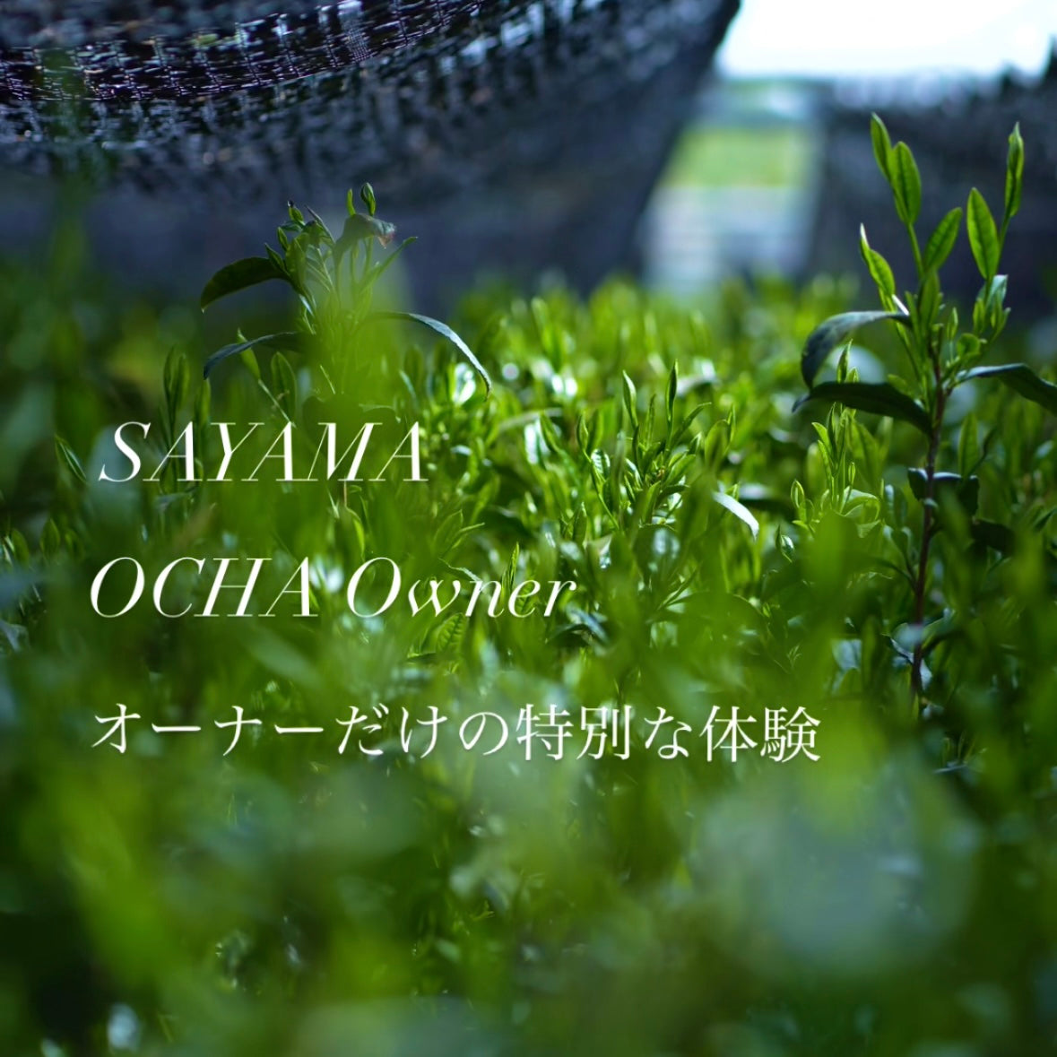 SAYAMA OCHA Owner