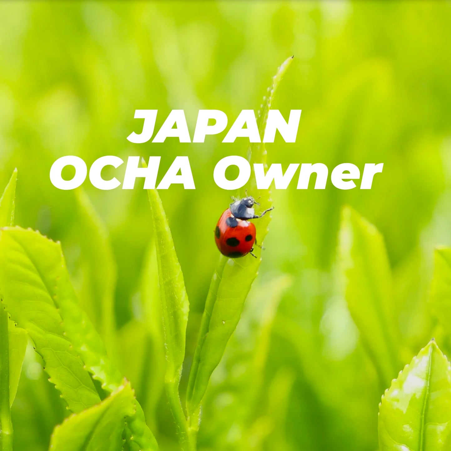 JAPAN OCHA Owner