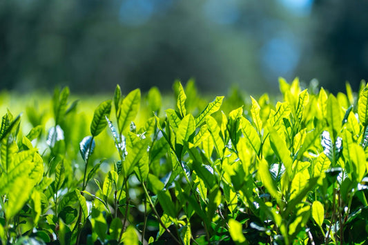 2026新茶販売スタート
