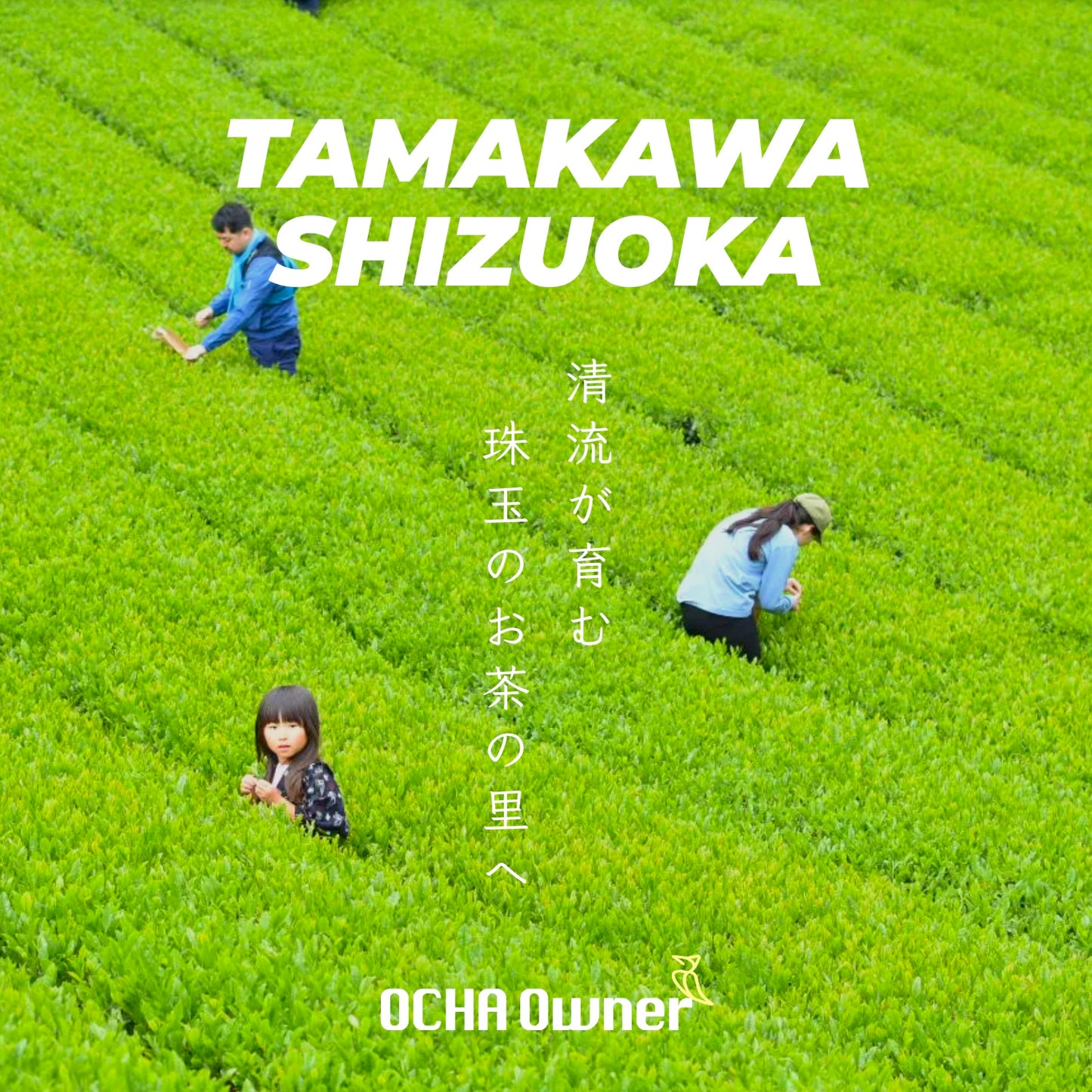 nokNok 茶農家・茶風景コレクション（選べる全10種）