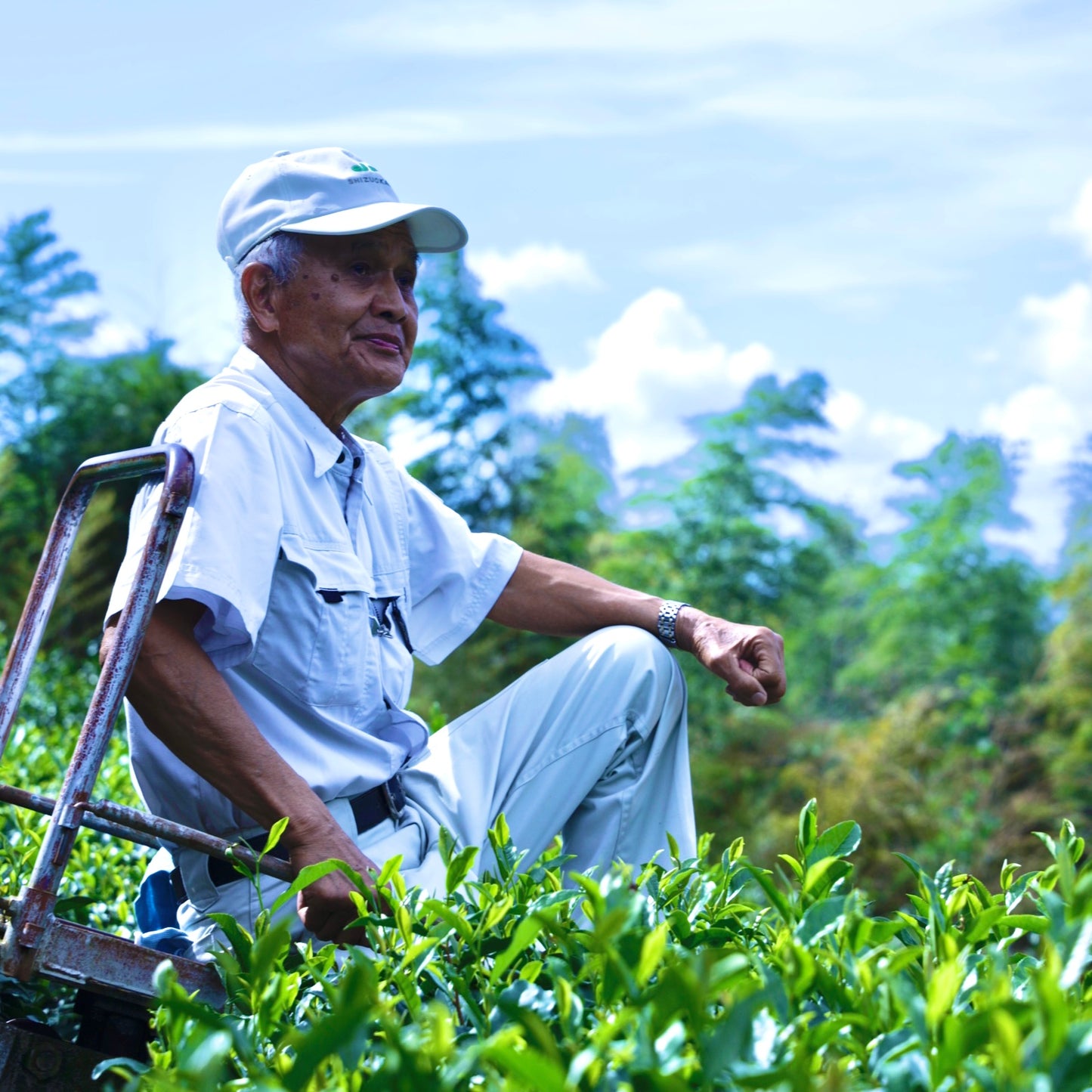 nokNok 茶農家・茶風景コレクション（選べる全10種）
